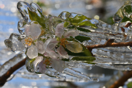 Lutte contre le gel par aspersion en verger de pommier. CTIFL Lanxade (24) : 7 avril 2021